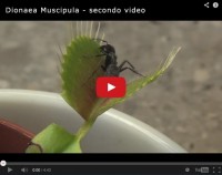 Pianta Carnivora – Dionaea Muscipula 2